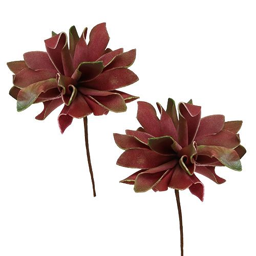 Floristik24 Succulente rosso scuro Ø10cm 12 pezzi
