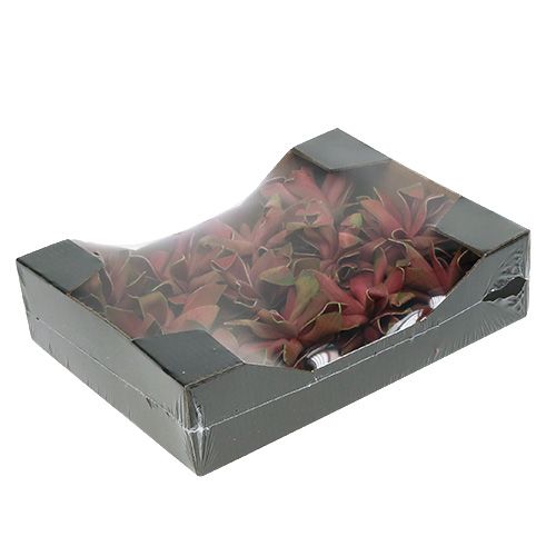 Floristik24 Succulente rosso scuro Ø10cm 12 pezzi