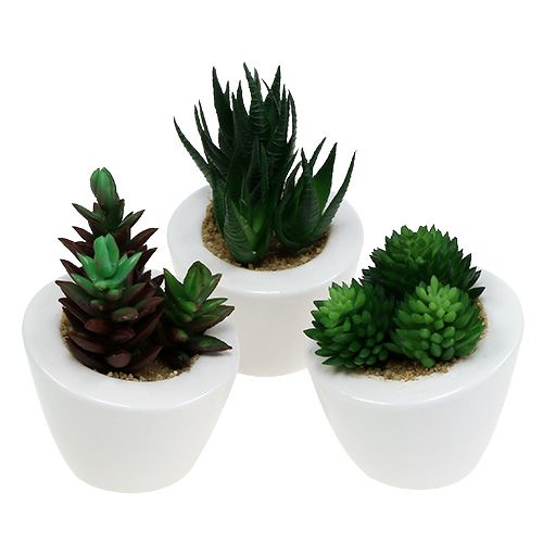 Floristik24 Mix succulento in vaso 9 cm - 11 cm 3 pezzi