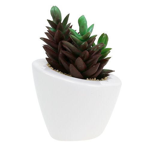 Floristik24 Mix succulento in vaso 9 cm - 11 cm 3 pezzi