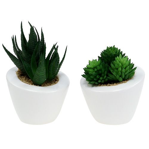 Floristik24 Mix succulento in vaso 9 cm - 11 cm 3 pezzi