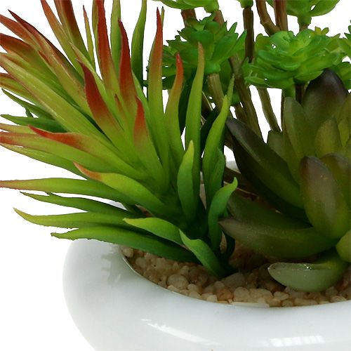 Floristik24 Piante grasse in vaso Ø12cm H11cm 1pz
