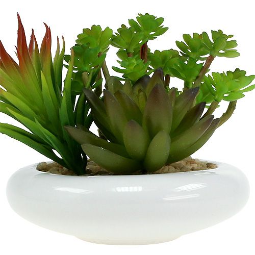 Floristik24 Piante grasse in vaso Ø12cm H11cm 1pz