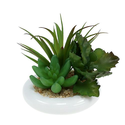 Floristik24 Piante grasse in vaso di ceramica Ø12cm