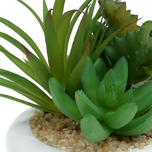 Floristik24 Piante grasse in vaso di ceramica Ø12cm