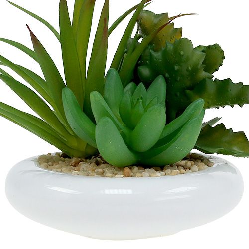 Floristik24 Piante grasse in vaso di ceramica Ø12cm