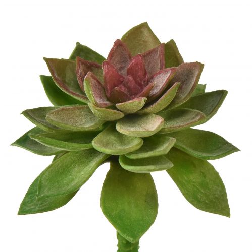 Prodotto Succulente Pietra Rosa 6cm Verde 6 Pz