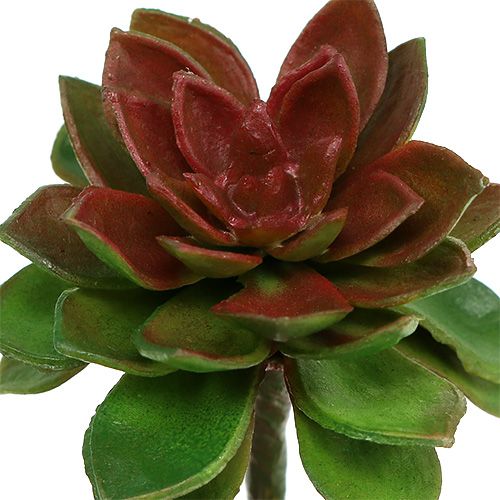 Prodotto Pietra succulenta rosa 6 cm verde 6 pezzi