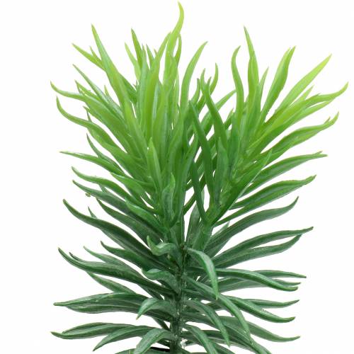 Succulente Senecio ragwort verde 20cm