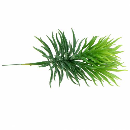 Floristik24 Succulente Senecio Ragwort Verde 20cm