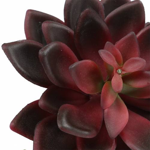 Floristik24 Succulent Houseleek Borgogna 12cm