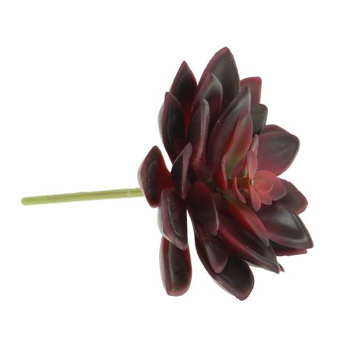 Floristik24 Succulent Houseleek Borgogna 12cm
