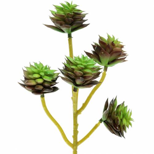 Floristik24 Succulenta Pick Verde / Marrone 35,5 cm