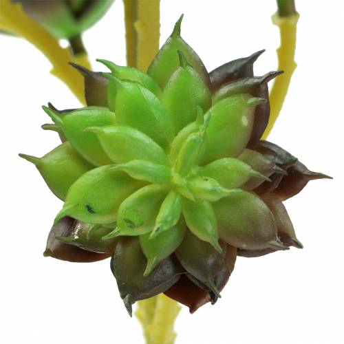 Prodotto Succulenta Pick Verde / Marrone 35,5 cm