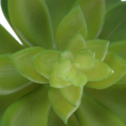 Prodotto Semprevivo succulento verde 14cm