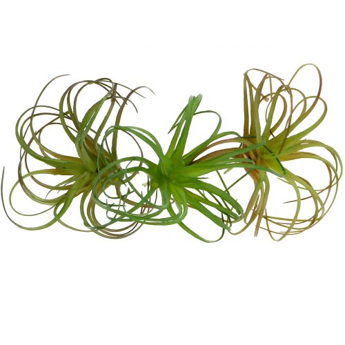 Floristik24 Tillandsia assortita 8 cm 3 pezzi