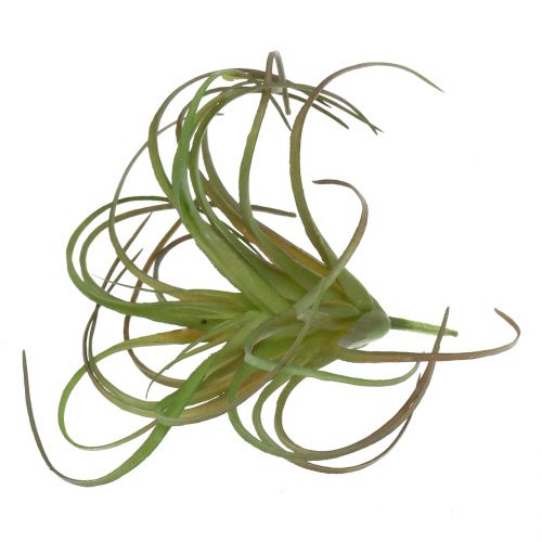 Floristik24 Tillandsia assortita 8 cm 3 pezzi