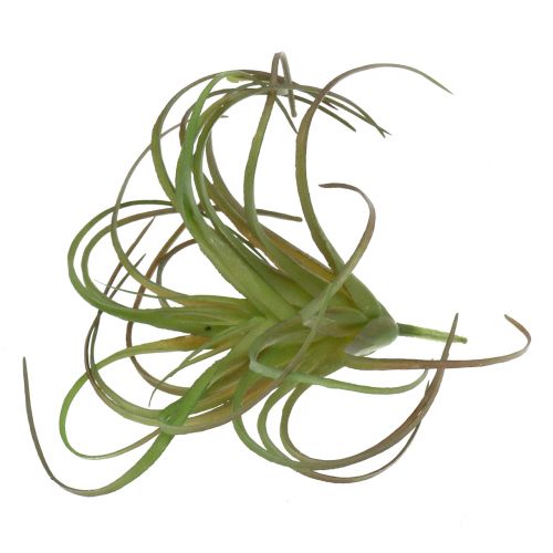 Prodotto Tillandsia assortita 8 cm 3 pezzi