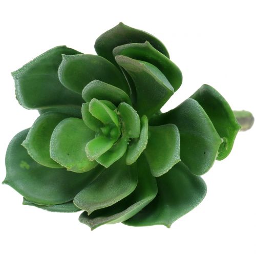 Prodotto Succulente ordinate 11 cm 3 pezzi