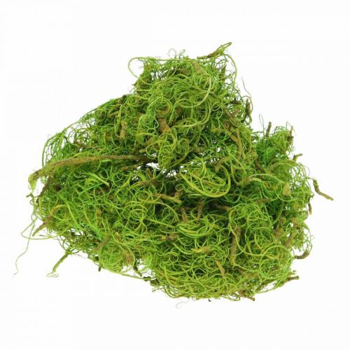 Floristik24 Fibra di Tamarindo Fibra Naturale Verde Chiaro per Artigianato e Decorazione 500g
