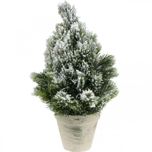 Floristik24 Mini albero di Natale in vaso innevato artificialmente Ø18cm H32cm