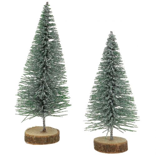 Abete argento 8 cm 24 pz