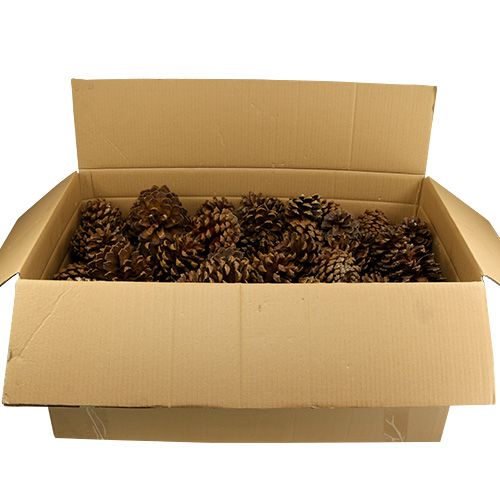 Floristik24 Pigna mix grande 14kg