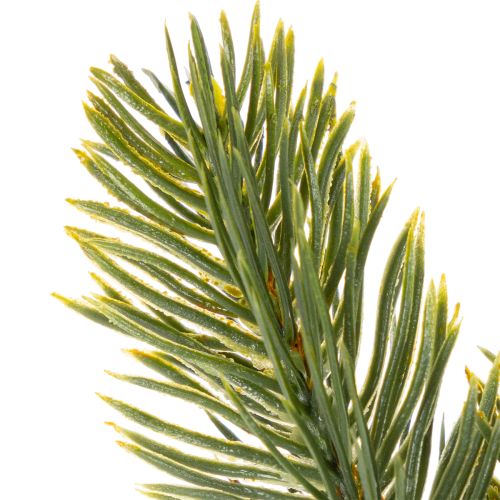 Rami artificiali di abete verde per decorazioni invernali, 25 cm, 24 pezzi | Floristik24.it
