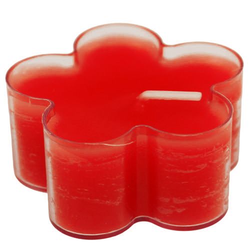 Floristik24 Blossom Rubino Chiaro 12pz