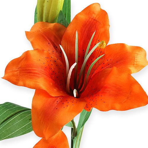 Floristik24 Giglio di tigre Arancio 47cm