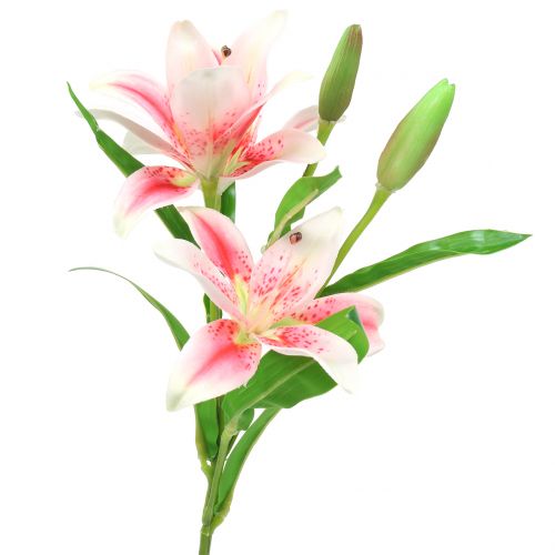 Floristik24 Giglio di tigre rosa, bianco 60 cm