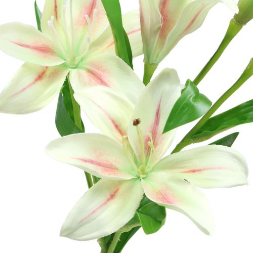 Floristik24 Crema di giglio tigrato 60 cm