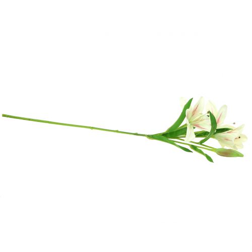Floristik24 Crema di giglio tigrato 60 cm