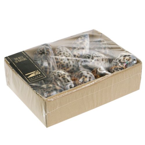 Floristik24 Cypraea tigris lumaca tigre naturale 7cm - 8cm 11 pz