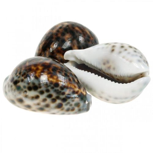 Floristik24 Cypraea tigris lumaca tigre naturale 7cm - 8cm 11pz