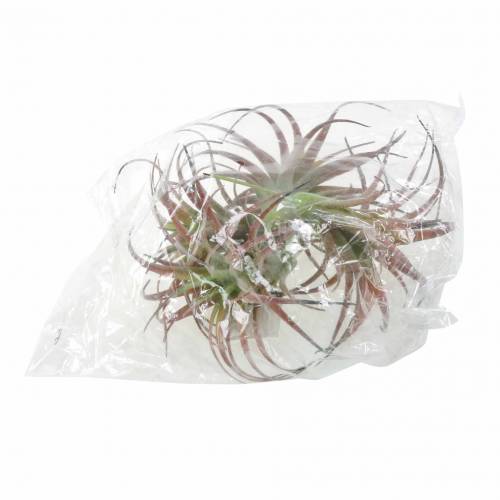 Floristik24 Tillandsia floccata verde-rossa 15cm 4pz