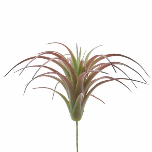 Floristik24 Tillandsia floccata verde-rossa 15cm 4pz