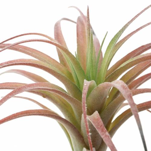 Floristik24 Tillandsia floccata verde-rossa 15cm 4pz