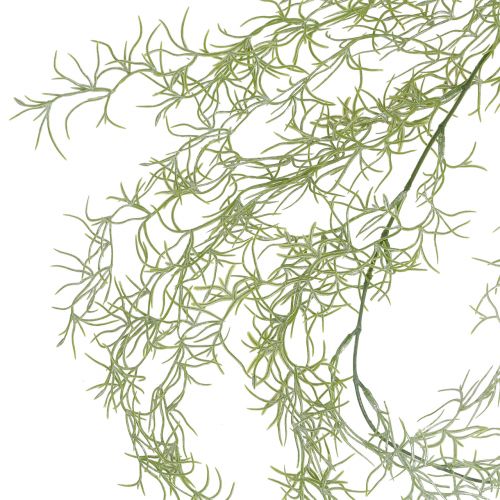 Floristik24 Appendiabiti Tillandsia verde 160 cm