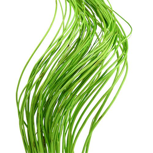Floristik24 Ting Ting Ricci 60cm Verde 40 pz