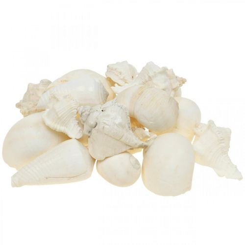 Floristik24 Decorazione da tavola marittima, gusci di lumaca vuoti bianco 4–5cm mix 500g