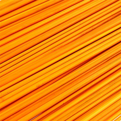 Floristik24 Tonchino giallo dorato 70cm - 80cm 150 pz.