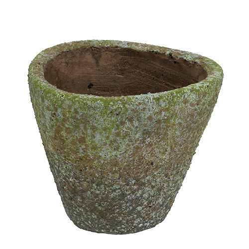 Floristik24 Vaso muschio grigio Ø16cm H13,5cm 1pz