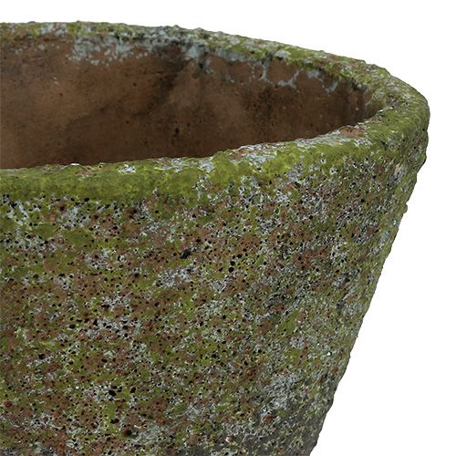 Floristik24 Vaso per piantare Ø12cm H11cm 2 pezzi