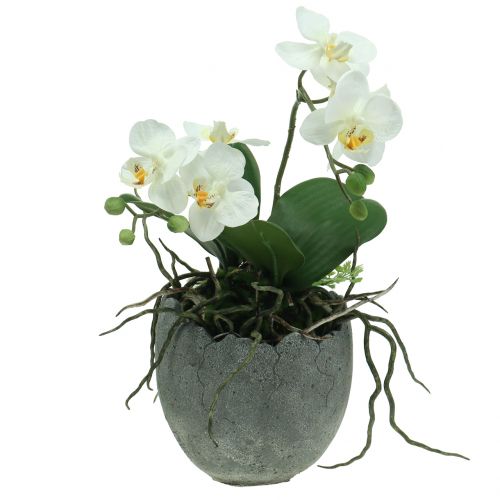 Floristik24 Portavaso in cemento guscio d&#39;uovo Ø14,5cm 15cm 2 pezzi