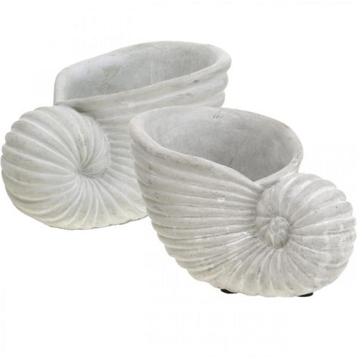 Floristik24 Conchiglie per piantare, decorazione marittima, vaso per piante Nautilus cemento L15cm H9.5cm 2pz