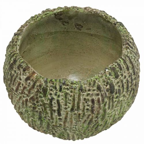 Prodotto Fioriera in cemento aspetto antico verde, vaso per piante marrone rotondo Ø15,5 cm