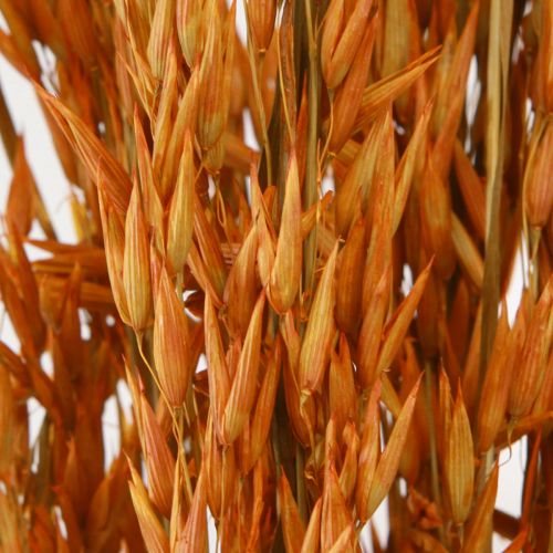 Prodotto Deco di avena secca deco in arancione L64 cm 70-75 g 2 pezzi