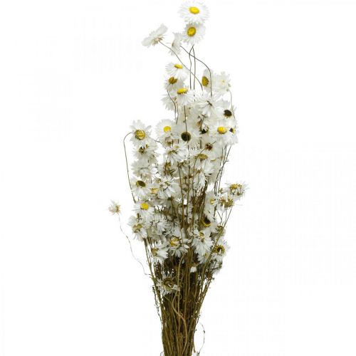 Prodotto Fiori secchi Acroclinium Fiori bianchi floristica secca 60g