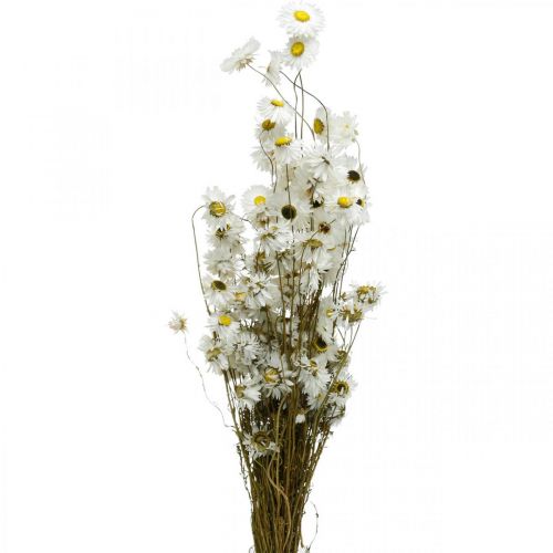 Floristik24 Fiori secchi Acroclinium Fiori bianchi floristica secca 60g